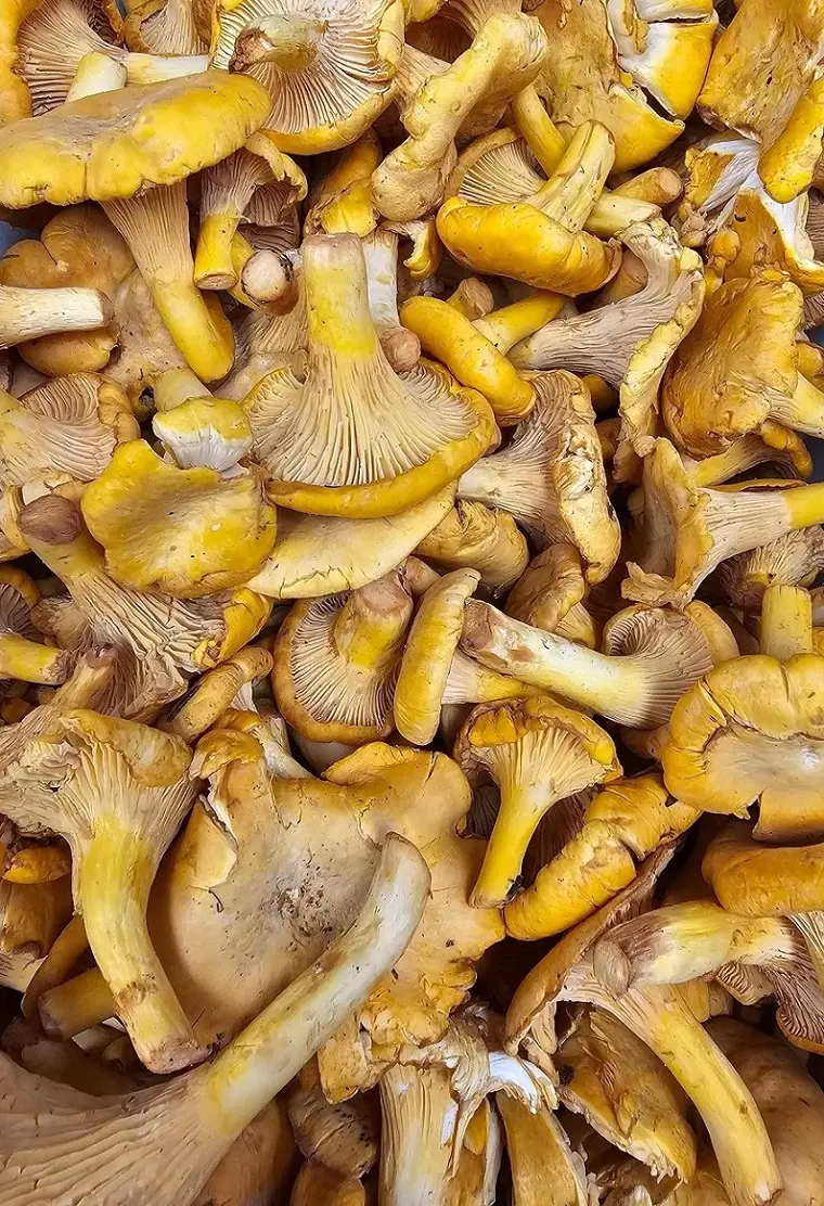 Flank Steakhouse decided on Chanterelle mushrooms as their specialty mushroom, which deliver a essential amount of iron