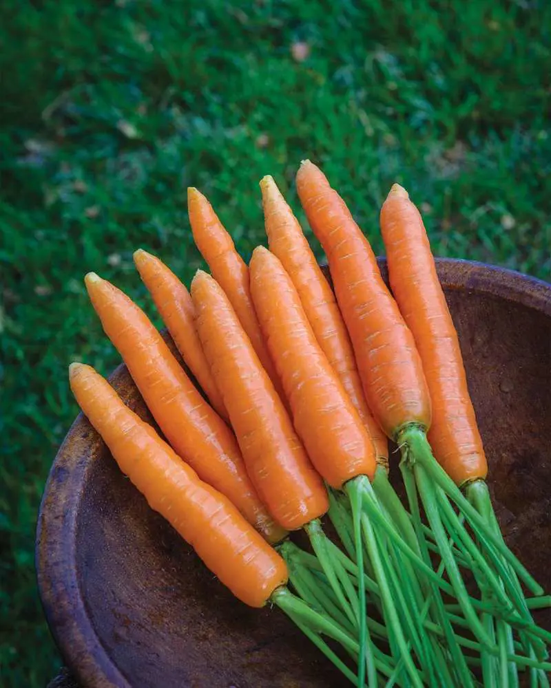 Carrots, as root vegetables, contribute to healthy vision, assist in weight loss, enhance skin health, and offer various other benefits