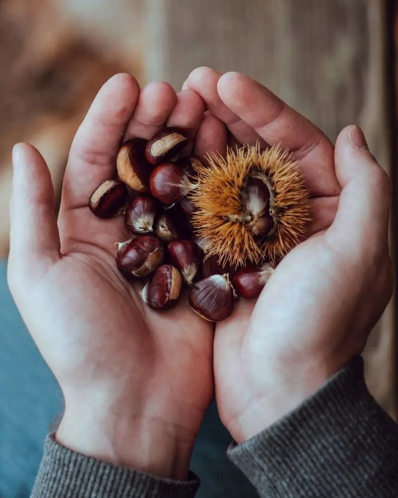 Chestnuts are relatively low in calories and fats and are rich sources of minerals and vitamins