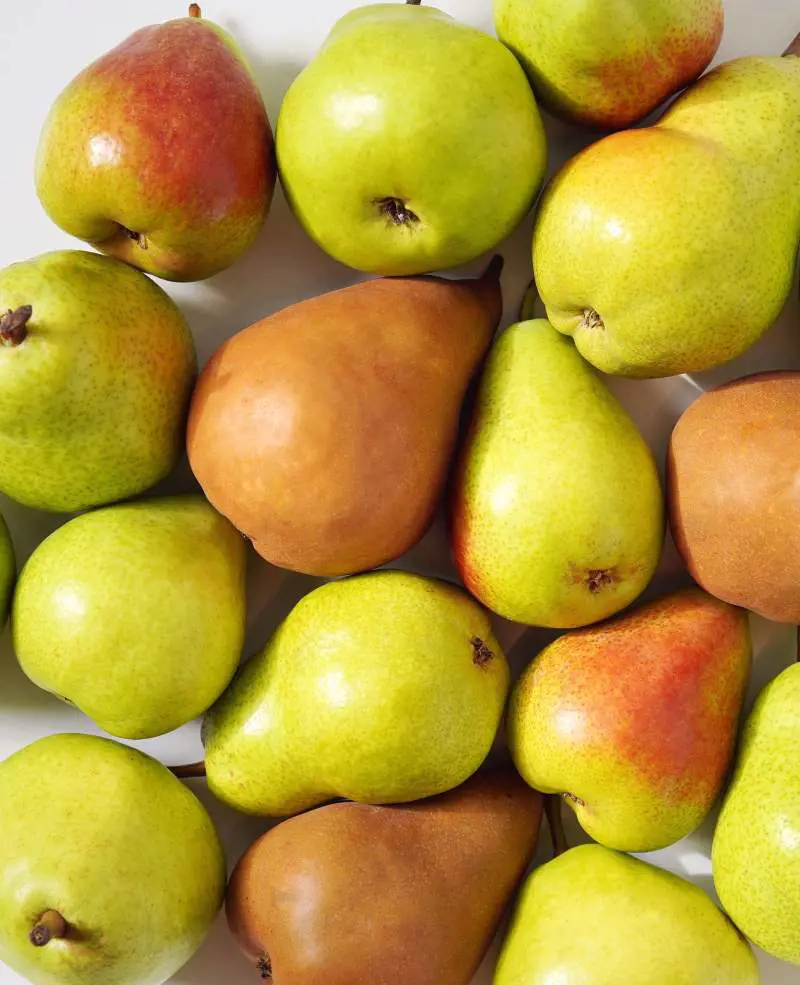 Pears are rich source of essential antioxidants, plant compounds, and dietary fiber